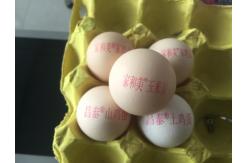 China 50 / 60 HZ Single Row Egg Continuous Inkjet Printer With Red Edible Ink supplier