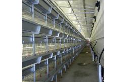 China 195 * 50 * 35CM Chick Brooder Cage , High Efficiency Cage Layer Farming supplier