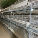 90 Layer Chicekns HDG Battery Layer Chicken Cage System H for sale