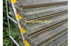 China Commercial Auto Water Laying Bird Egg Quail Farm Cage , Wire Quail Cages supplier