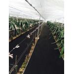 Uv Treated Nonwoven Fabric Film Greenhouse Or Weed Control for sale