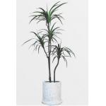 Plastic Artificial Potted Floor Plants Indoor Evergreen Dragon Blood Trees for sale
