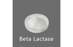 China White Powder Like Beta Lactase Enzyme In Milk 10000ALU-100000ALU supplier