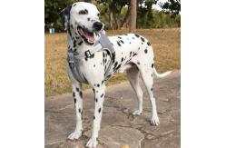 China Adjustable Pet Harness Leash Large Cats Soft Kittens Vest With Reflective Strip supplier