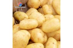 China Root Veg 1.5KW Commercial Potato Washer ,  Kiwifruit Lotus Root Potato Peeler Machine supplier