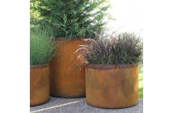 China Customized Style Large Indoor Potted Plants Perfect for Indoor Plants supplier