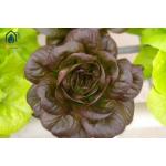 Customized Flexible Hydroponic Growing System NFT Tube For Cleaner Growth