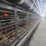 Q235 Poultry Farming Cage for sale