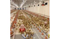 China 3m/Set Water Nipple Drinker Chicken Feeder , ISO9001 4holes Automatic Broiler Feeder supplier
