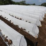 Agriculture Biodegradable Extra Wide Nonwoven PP Spunbond Fabric For Winter for sale