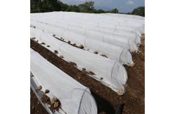 China Light Weight Non Woven Floating Row Cover Plant Cover Fabric supplier
