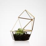 Pentagon Shaped Jewelry Glass Display Case Air Plant Terrarium Planter for sale