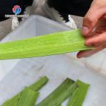 Multifunctional Cactus Peeling Machine 1500KG/H  Automatic Aloe Peeler