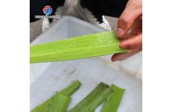 China 1500KG/H Commercial bulk aloe Vera peeling machine Aloe processing peeling machine supplier