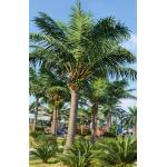 Large S Shape Artificial Coconut Palm Tree Height 4-15m UV Resistance for sale