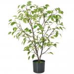 Frabric Leaves Artificial Banyan Tree Complex Branch Interior Decoration for sale