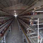 Layer Poultry Battery Cage With Belt Or Scraper Manure Removal System for sale