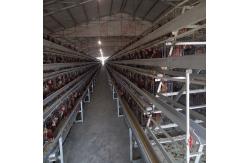 China Layer Poultry Battery Cage With Belt Or Scraper Manure Removal System supplier