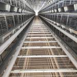 H Type Automatic Layer Cage System , 450cm2/Bird Q235 4 Tier Chicken Cage for sale