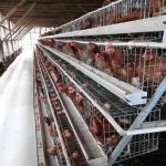 Hot Galvanised Chicken Poultry Cage Layer Poultry Farming Equipment for sale