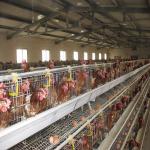 160 Birds Egg Layer Chicken Cage A Type Equipments For Poultry Farms for sale