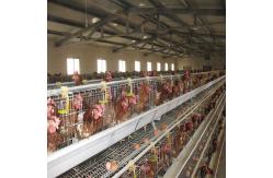 China Stainless Layer Chicken Cage Poultry Farming Hen Cages Feeding System supplier