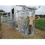 Hot Dipped Galvanized Cattle Head Bale 40x80mm Oval Rail Heavy Duty Cattle Crush Equipment for sale