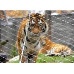 High Tensile Strength Animal Enclosure 316 Flexible Stainless Steel Cable Netting for sale