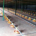 Automatic feeding pan line poultry feeders and drinkers chicken for sale