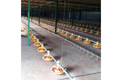 China Poultry Pan Feeding System Automatic Poultry Feeder System With Stern Shaft supplier