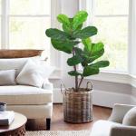 Bathroom Decorative Artificial Potted Floor Plants Fiddle Leaf Fig