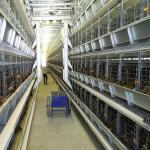 Chicken Farm Q235 Automatic Poultry Feeding System Wire With Dispensing for sale