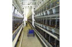 China Chicken Farm Q235 Automatic Poultry Feeding System Wire With Dispensing supplier
