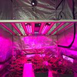 RedFarm 730nm 30W UVA Grow Light LED Bar UV Supplemental Grow Bar for sale