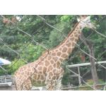 Durable Stainless Steel Zoo Mesh , animals cage Wire ropeMesh For Giraffe fencing