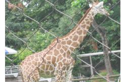 China Durable Stainless Steel Zoo Mesh , animals cage Wire ropeMesh For Giraffe fencing supplier