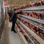 A Type Hen Laying Egg Chicken Cage Automatically for sale