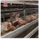 H Type Fully Automatic Broiler Chicken Cage 144 Chickens 162 Chickens for sale