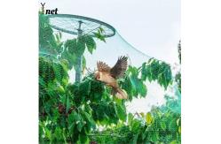 China 7GSM Bird Proof Net Green Bird Proof Netting For Fruit Trees supplier