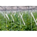 Uv Treated Greenhouse Use Tomato Tying Twine for sale