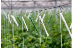 China Uv Treated Greenhouse Use Tomato Tying Twine supplier
