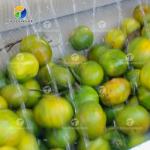 Citrus Stalk Eliminated Lemon Processing Machinery Industrial Air Bubble Brush