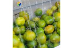 China Citrus Stalk Eliminated Lemon Processing Machinery Industrial Air Bubble Brush supplier
