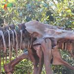 Weather Resistance T Rex Skeleton Replica