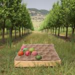 China Wholesales Customized Disposable Apple Fruit Kraft Paper Packing Protective Inserts Tray Alveoli manufacturer