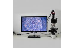 China Factory price Economical 40x-1600x binocular biological microscope Microscope supplier