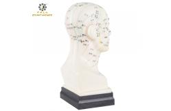 China Eco Friendly 20cm Head Acupuncture Body Model Without Effusion Liquid supplier