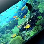 Revolutionize Your Space with Our 20W Interactive LED Floor in Single Colours for sale