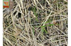 China Green Ground Netting Erosion Control , PP Plastic Erosion Control Wire Mesh supplier