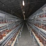 120 Birds / Set Galvanized Wire Mesh Battery Chicken Cage New Type for sale